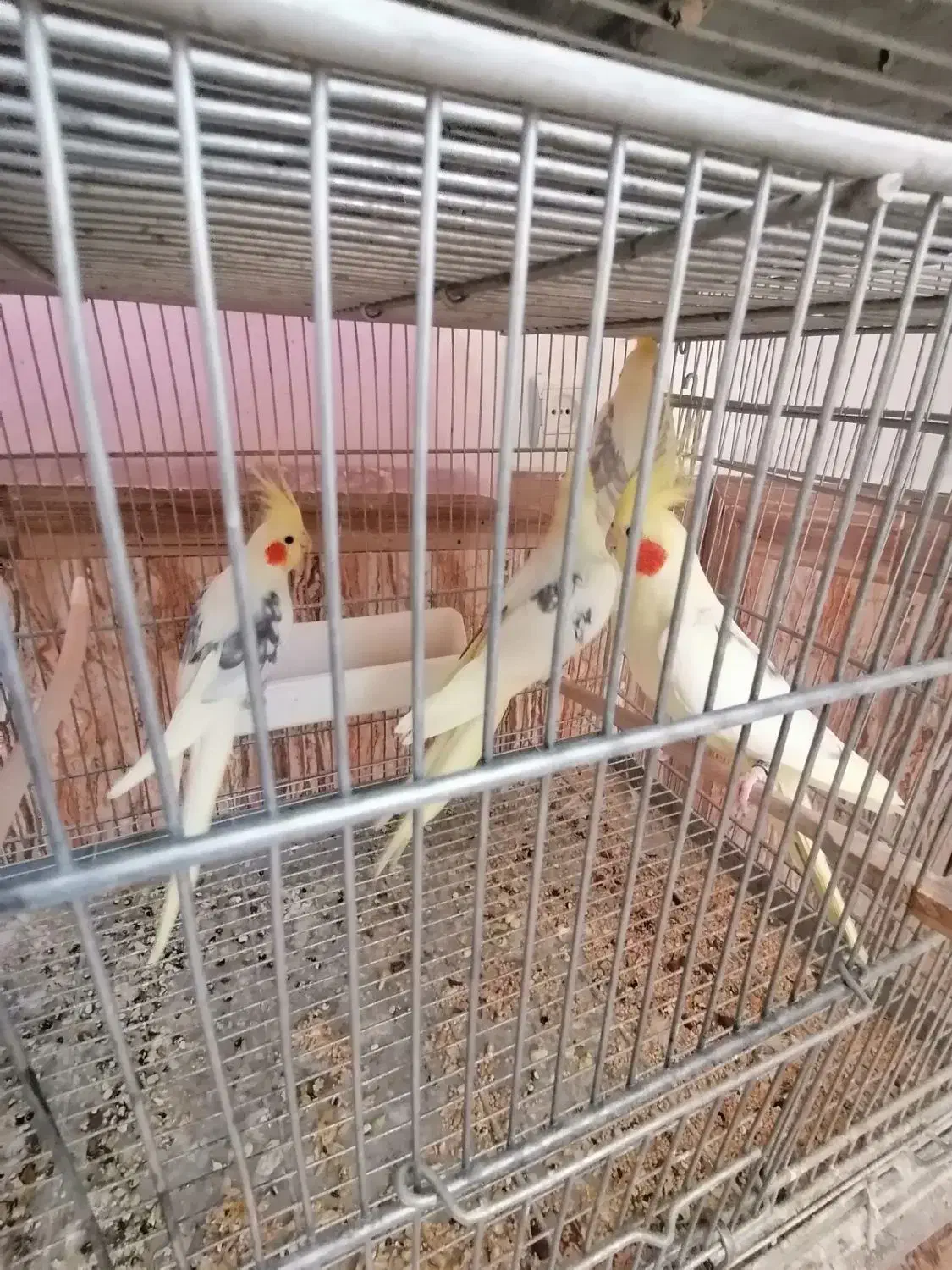 عروس هلندی دوکت پروانه ای البینو ولتینو|پرنده|آذرشهر, |دیوار