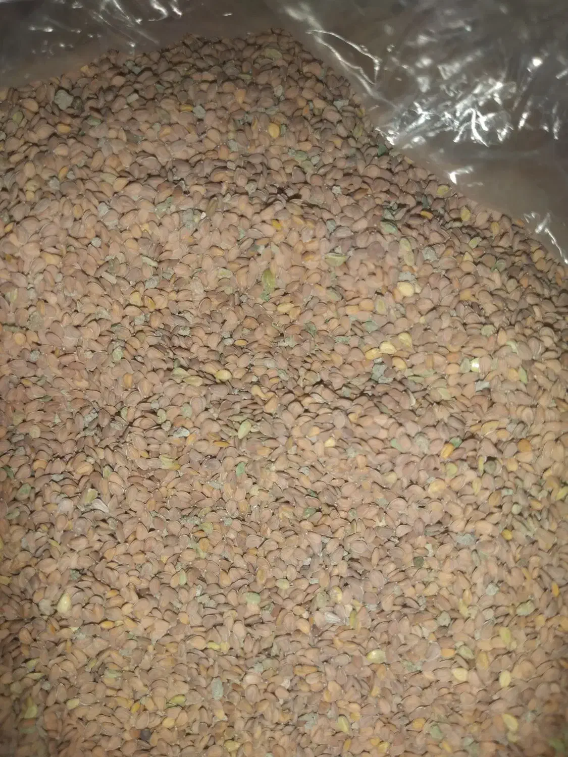 قدومه بذری|عمدهفروشی|زرقان, |دیوار