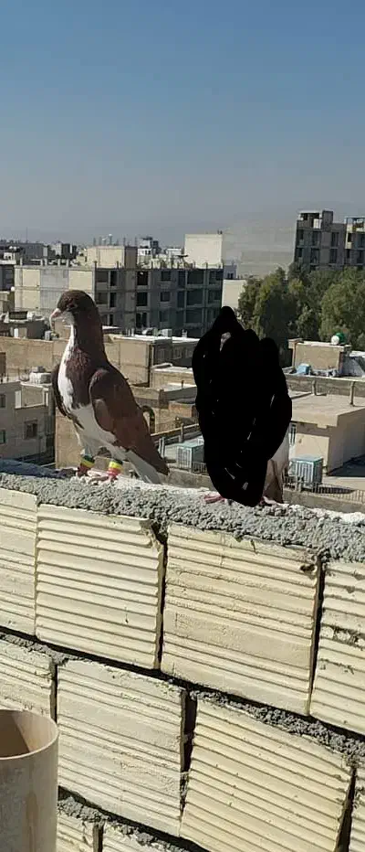 کفتر شهری سرخ|پرنده|شیراز, پودنک|دیوار