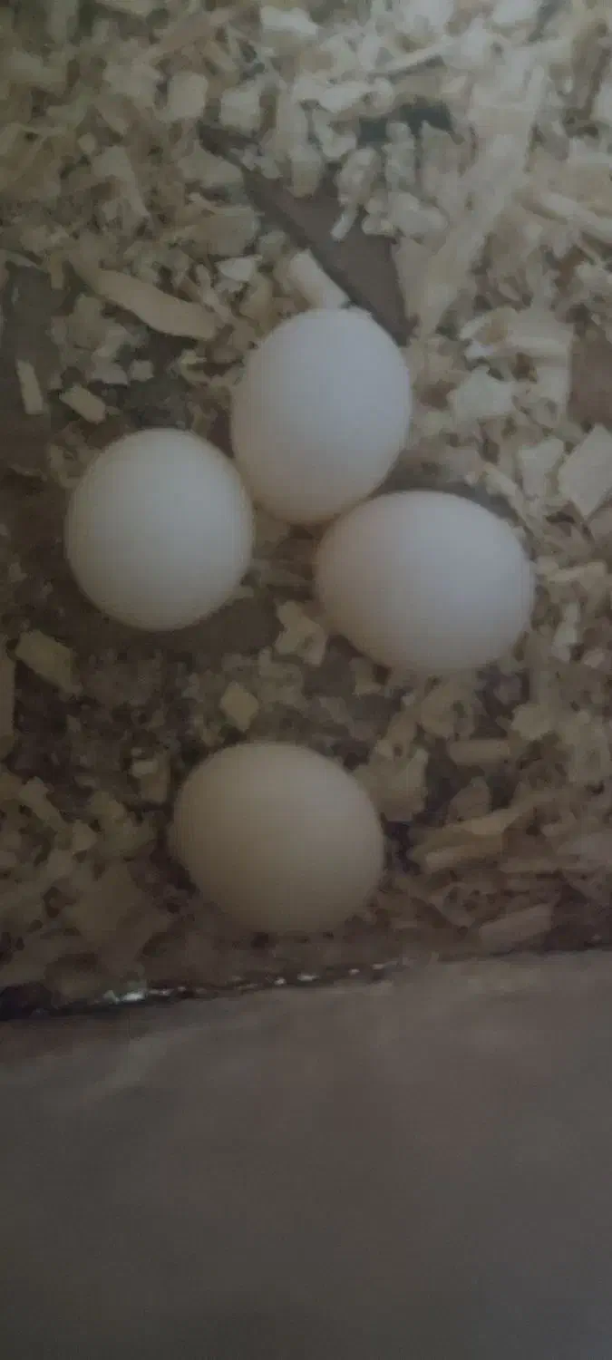 عروس هلندی جفت با تخم|پرنده|کرج, کوی امامیه|دیوار