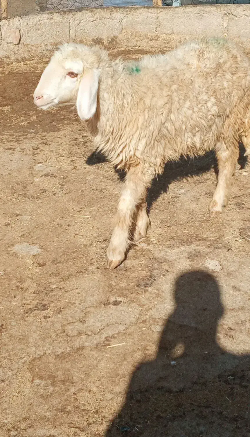 بره ماده|حیوانات مزرعه|ایوان, |دیوار