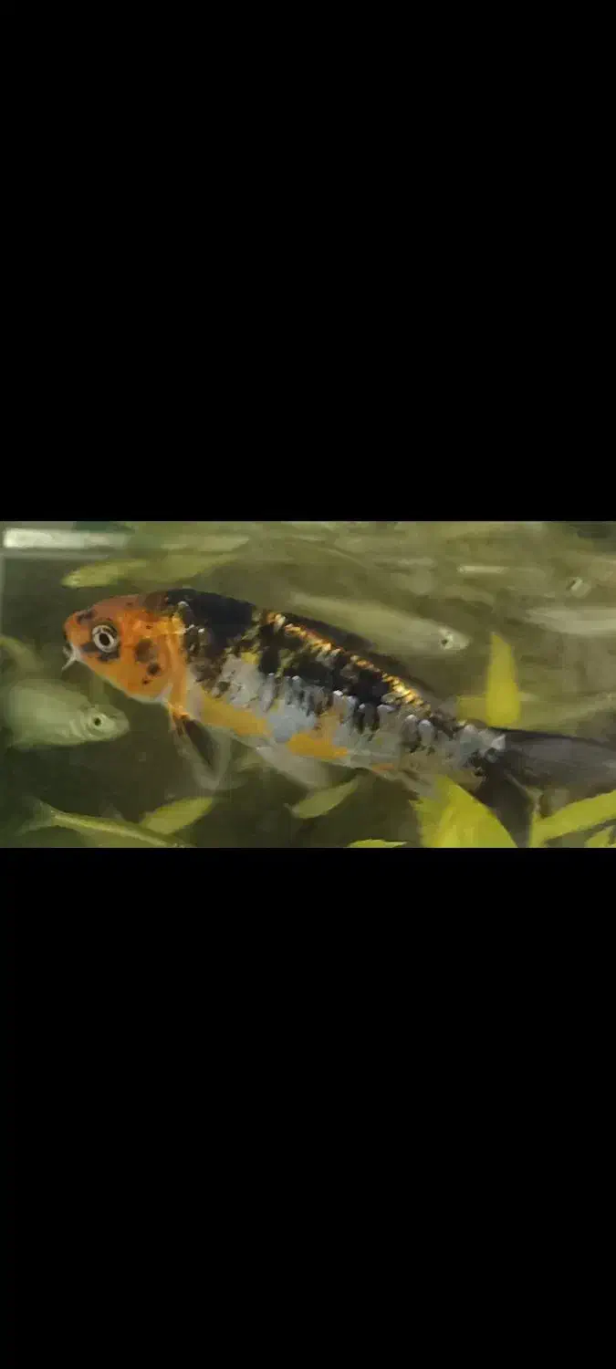 ماهی|ماهی|شیراز, شهرک بهار|دیوار