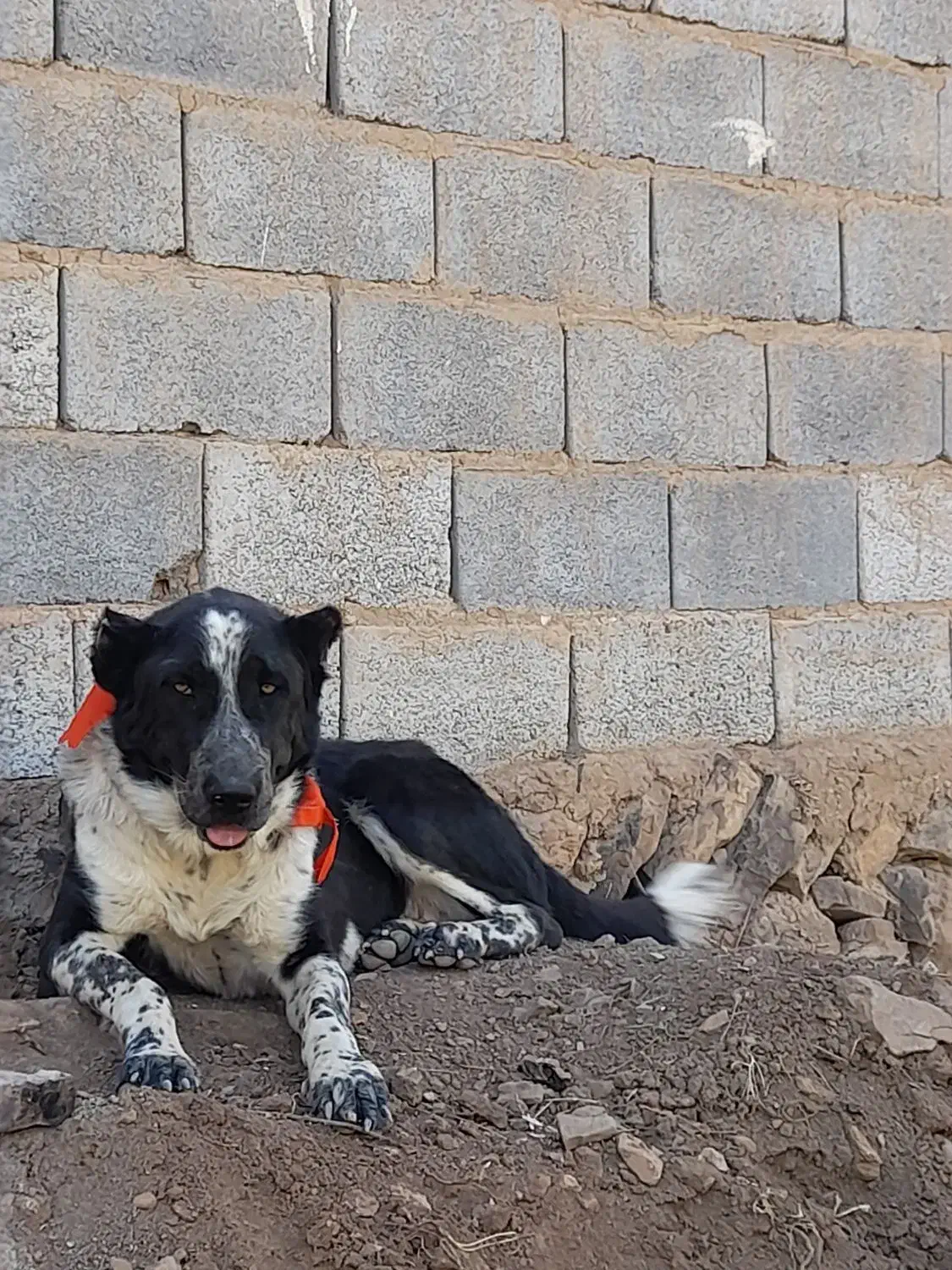 سنگهبان یه مال درجه یک|سگ|کاشان, امیرکبیر|دیوار