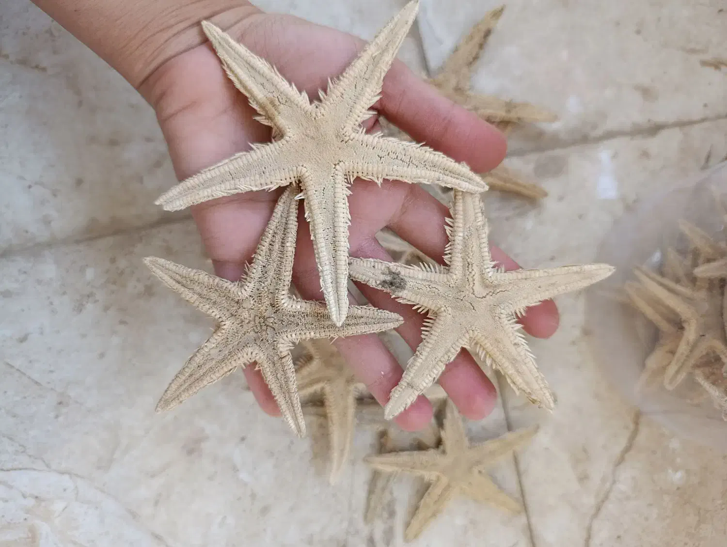 انواع ستاره وصدف دریایی|صنایع دستی و سایر لوازم تزئینی|برازجان, |دیوار