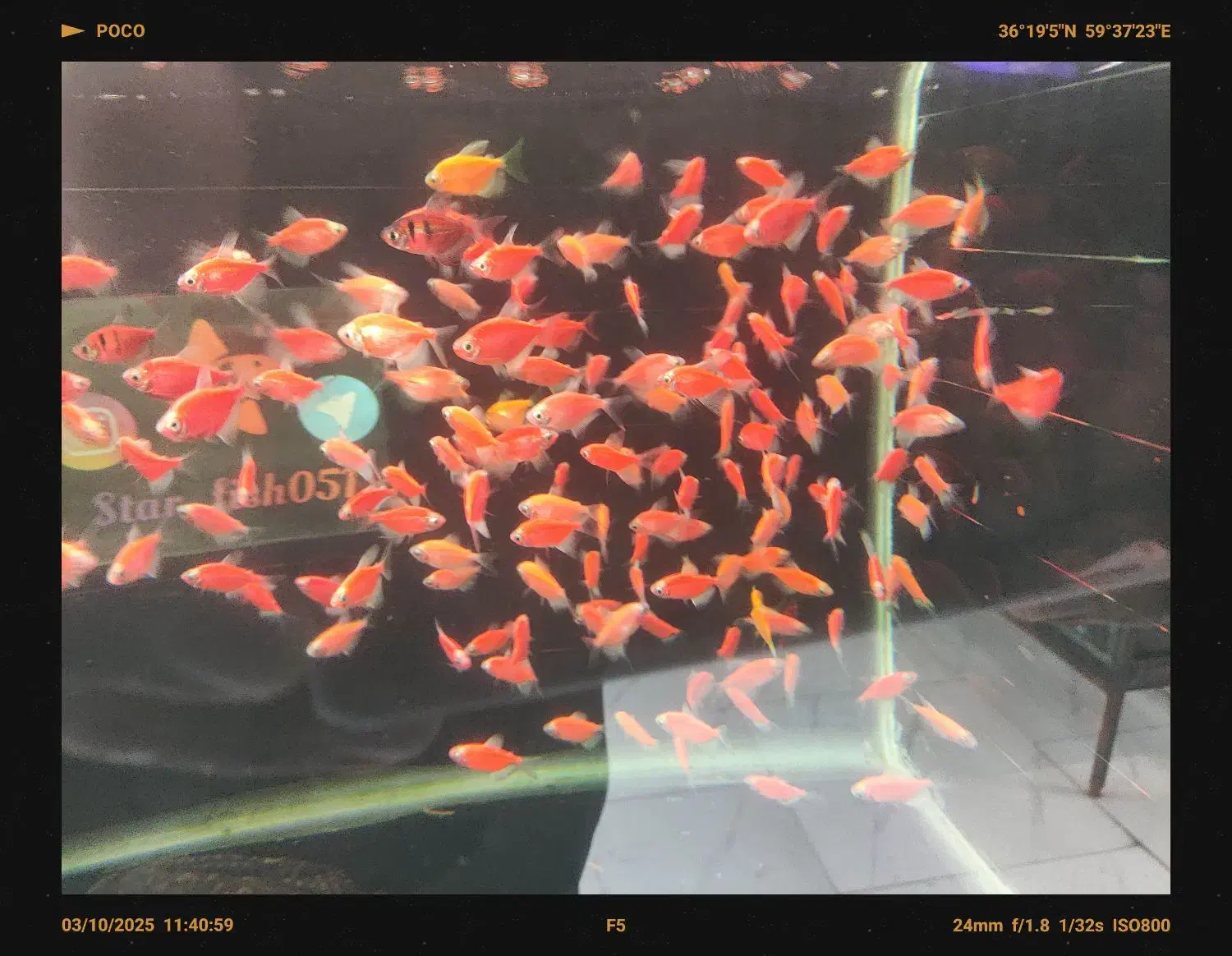 فروش ویژه آذر ماه آغازشد کالر + گلوفیش+ماهی رنگی|ماهی|مشهد, فاطمیه|دیوار