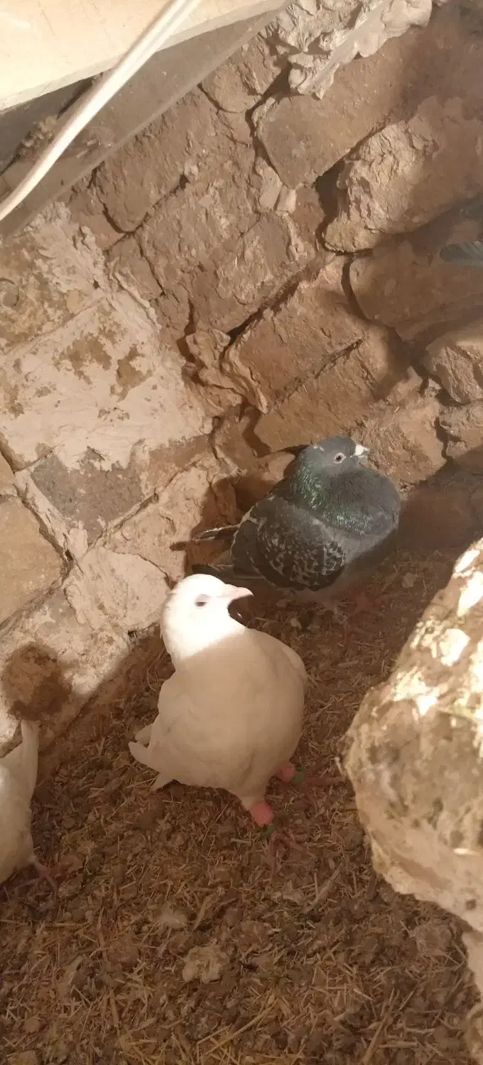 کفتر المانی اصل|پرنده|زاوه, |دیوار