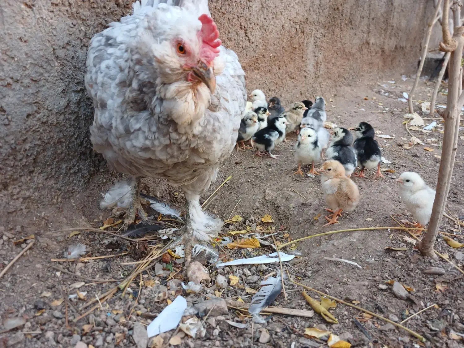 جوجه گلین/گلین/تخم گلین/تخم مرغ نطفه دار|حیوانات مزرعه|ساوه, |دیوار