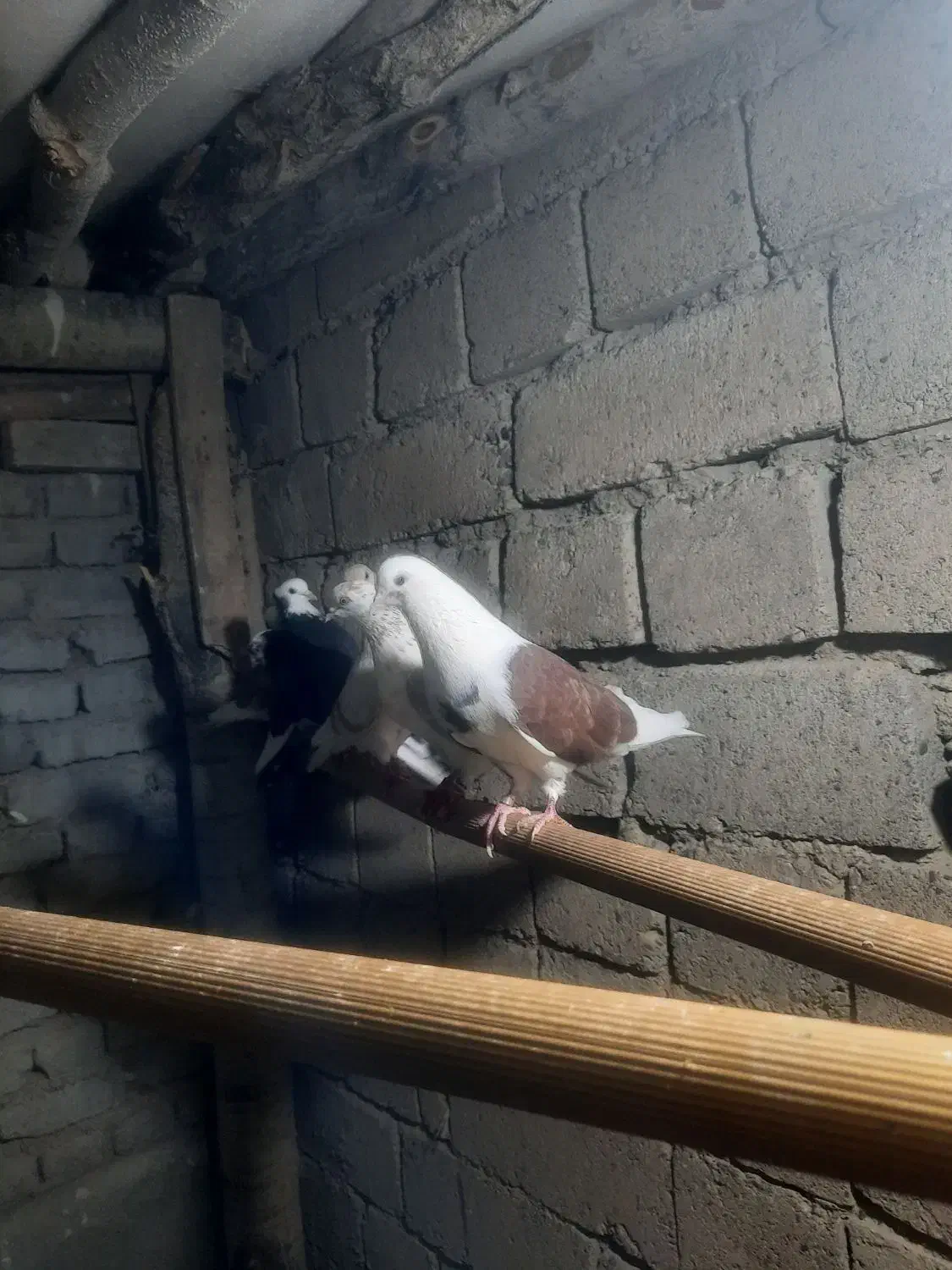 کفتر شازده،گرگی|پرنده|نوشین شهر, |دیوار