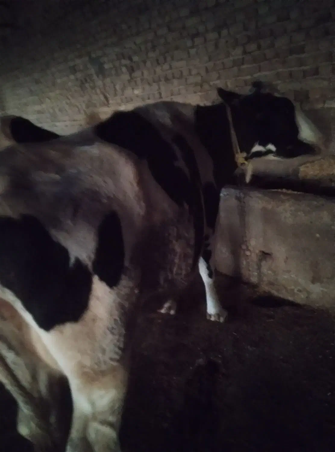 گاو|حیوانات مزرعه|قوچان, |دیوار