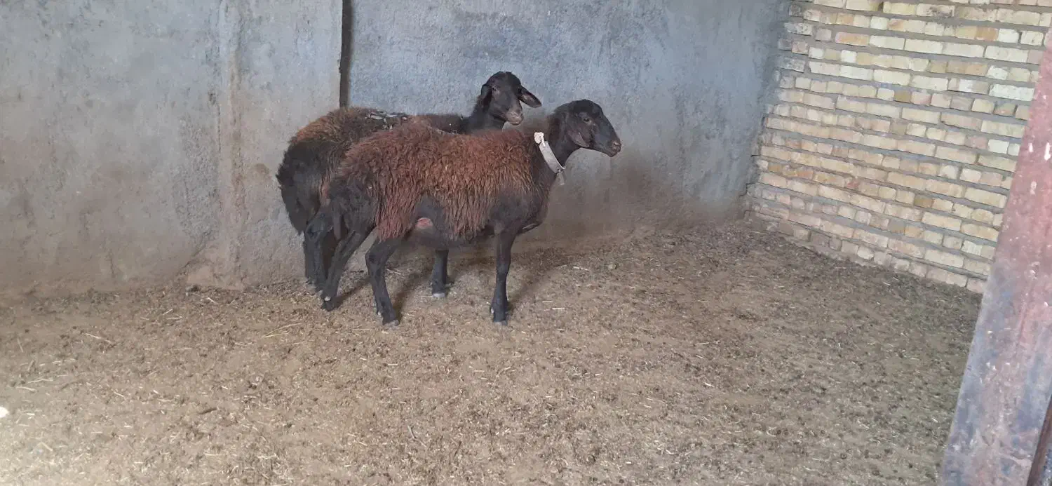 دو راس شیشک|حیوانات مزرعه|مشهد, تبادکان|دیوار