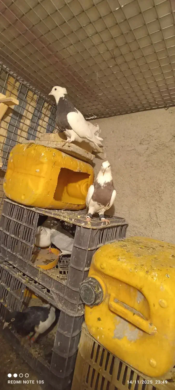 دوتا طوقی ماده پاک|پرنده|چناران, |دیوار