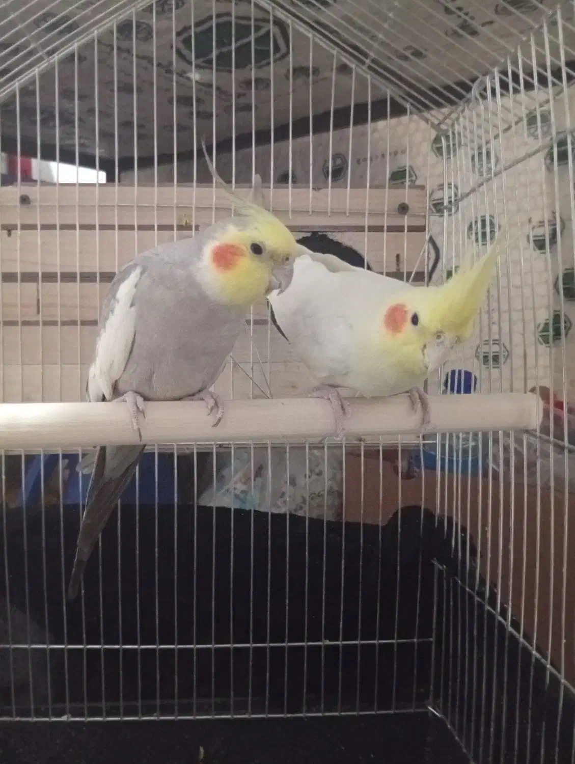 دو عدد عروس هلندی نر|پرنده|کنگاور, |دیوار