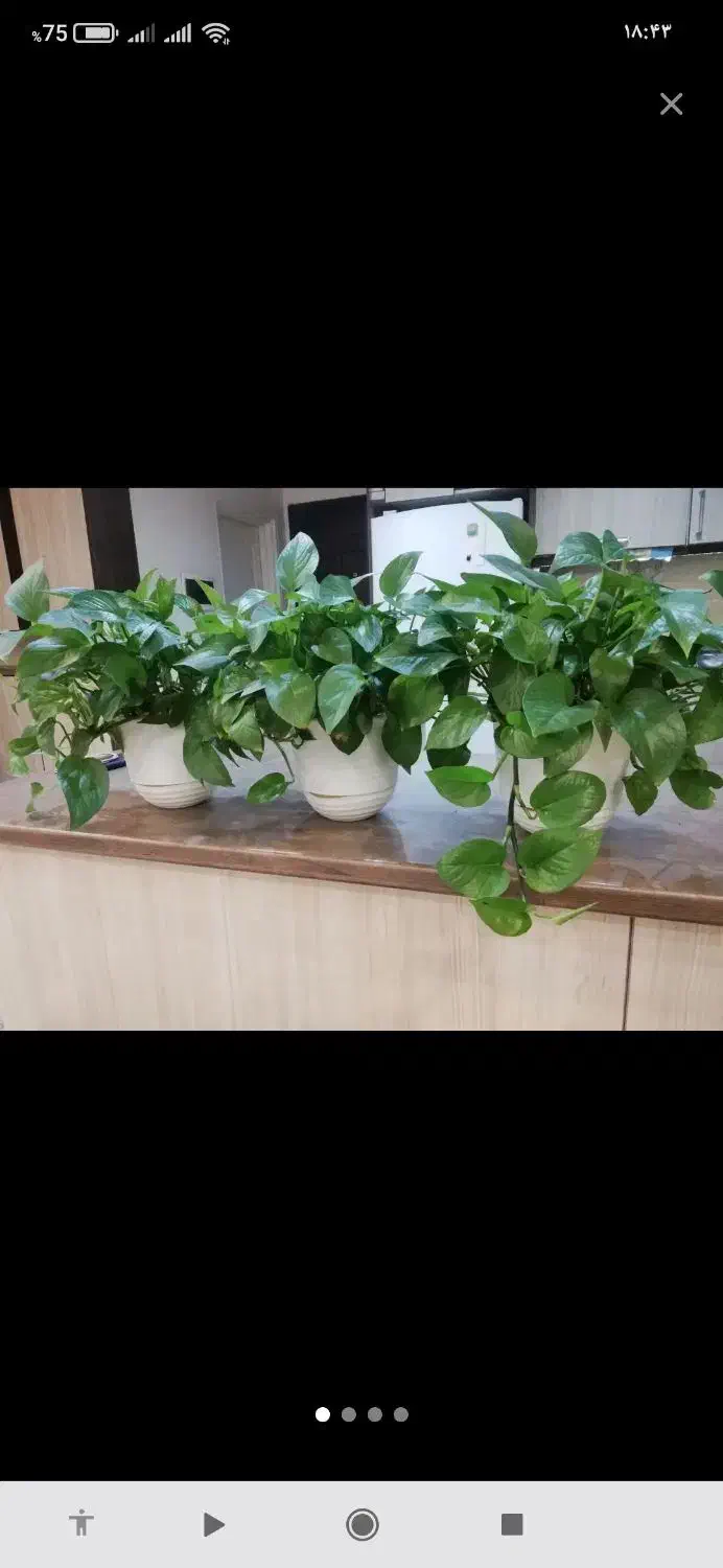 قلمه گل پتوس|گل و گیاه طبیعی|قزوین, |دیوار