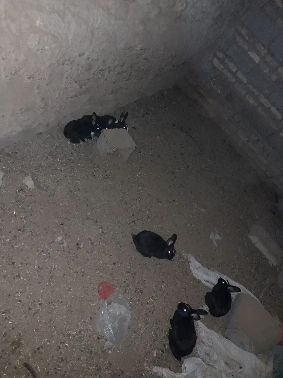 خرگوش نر و ماده|موش و خرگوش|زابل, |دیوار