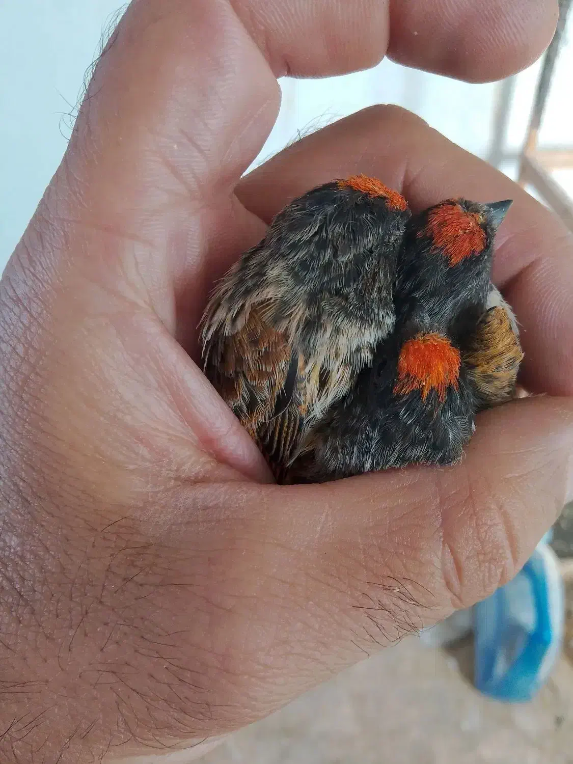 گلبسر|پرنده|سمیرم, |دیوار