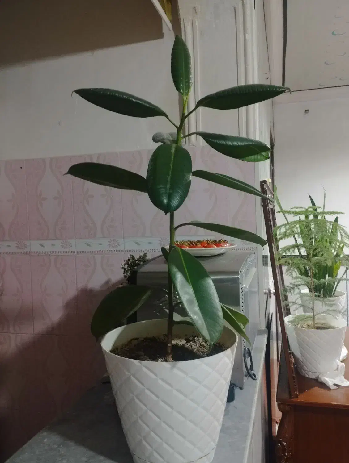 ۳عدد گل همراه با گلدان|گل و گیاه طبیعی|آبش احمد, |دیوار