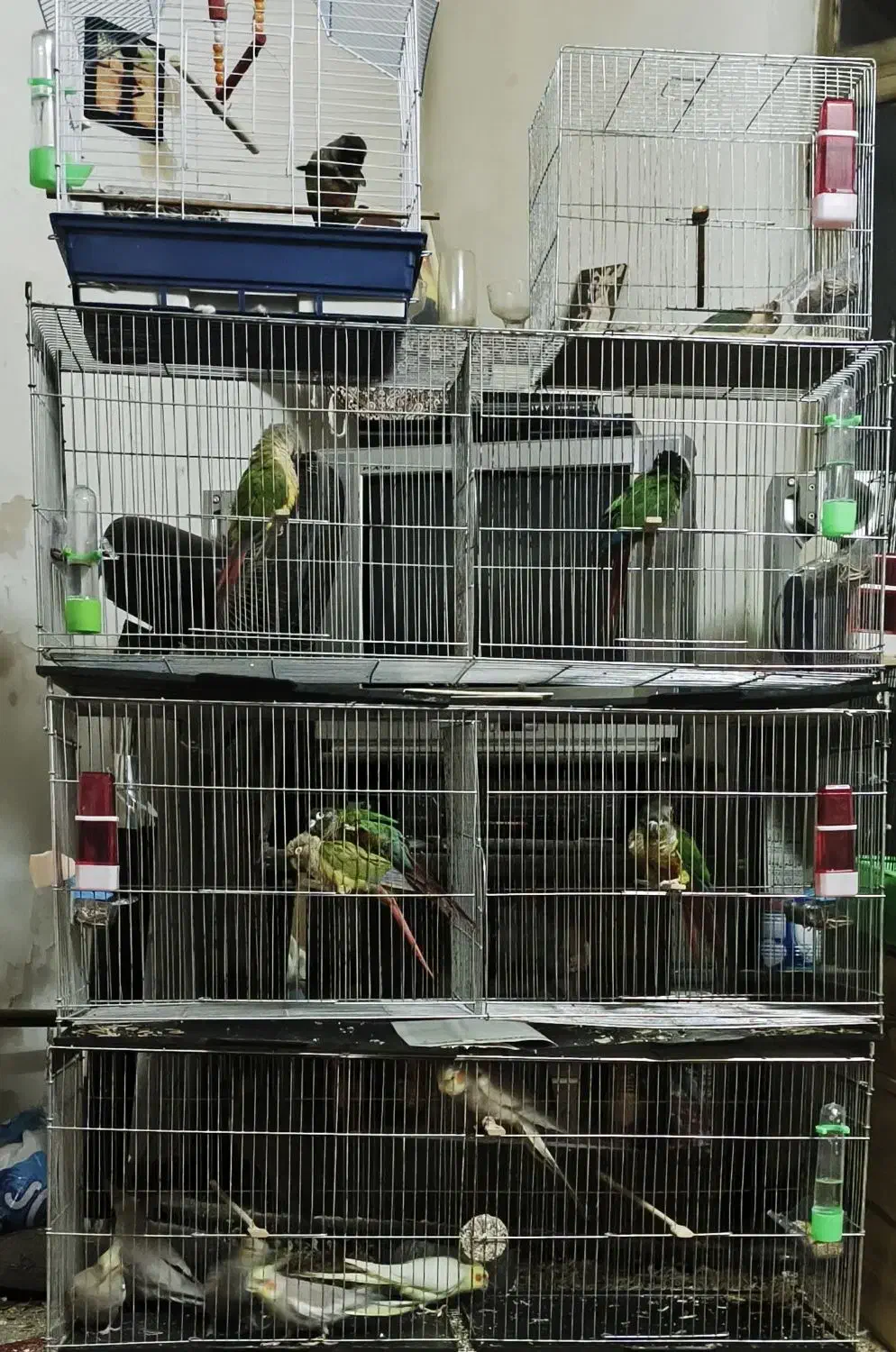 فروش پرنده طوطیسان|پرنده|رشت, احمد گوراب|دیوار