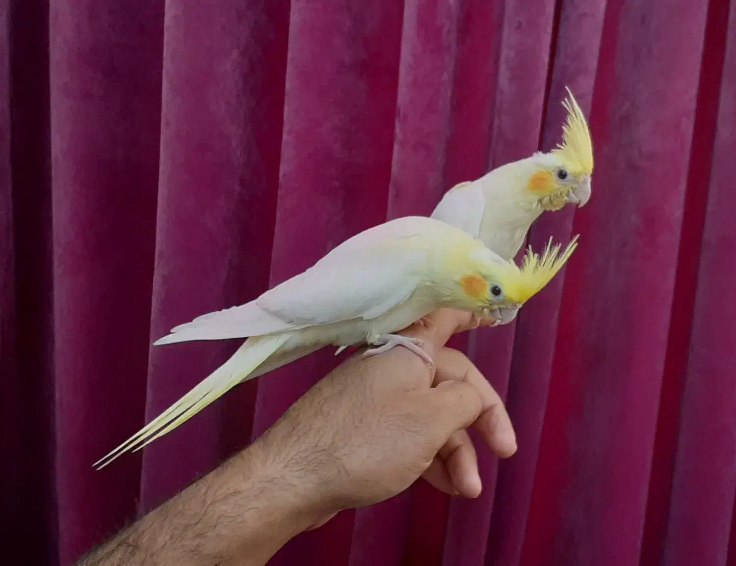 عروس هلندی میبد|پرنده|میبد, |دیوار