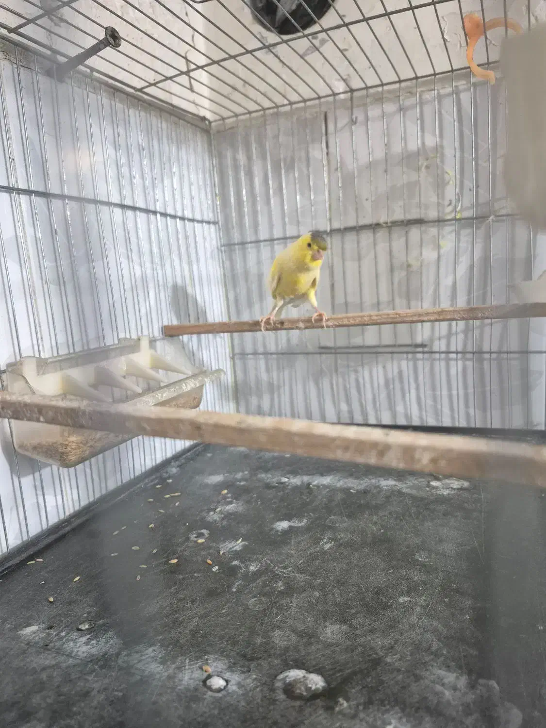 قناری نر بسیار زیبا|پرنده|اندیشه, اندیشه فاز ۱|دیوار