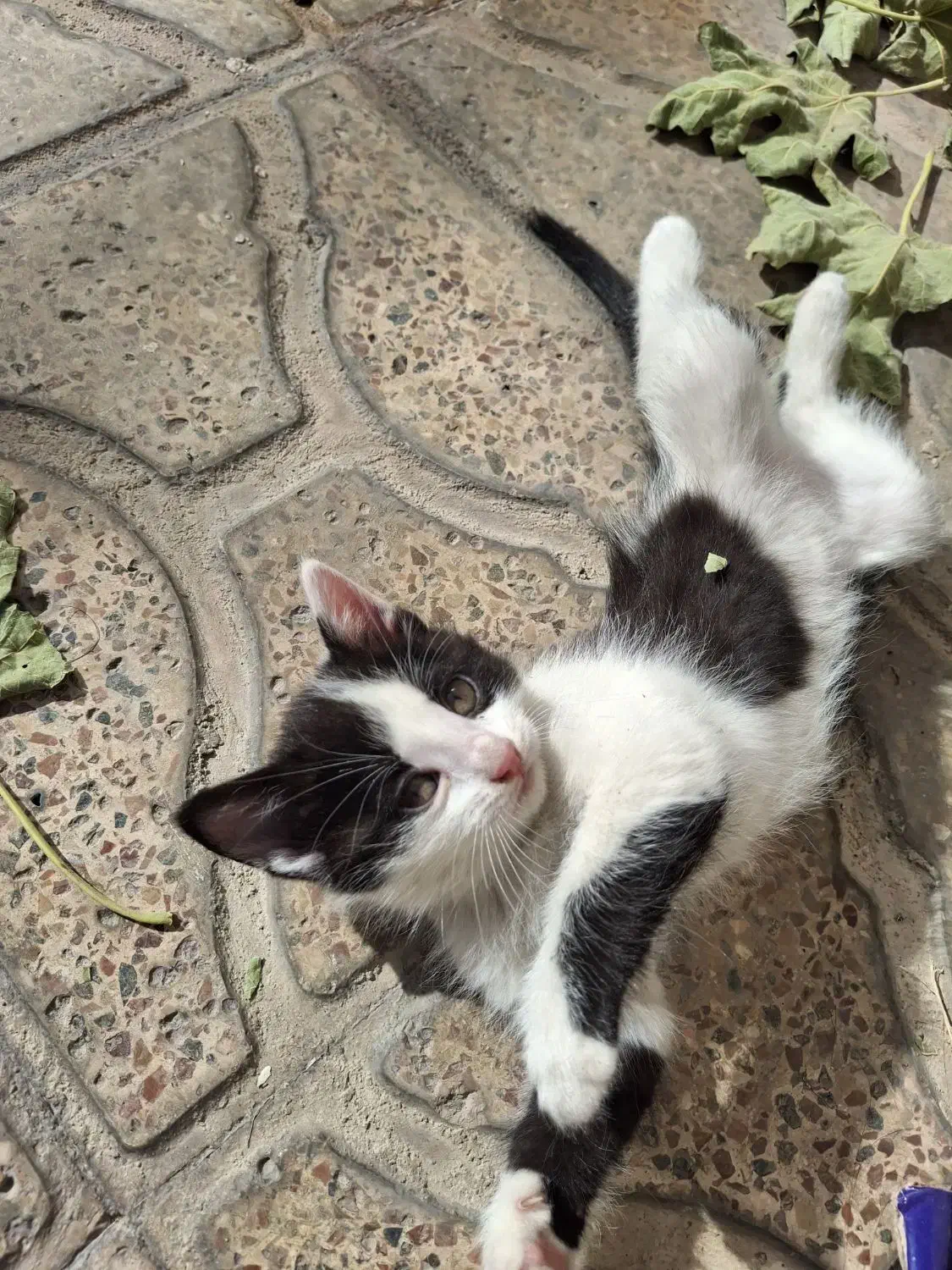 بچه گربه ناز و شیطون|گربه|شیروان (خراسان), |دیوار