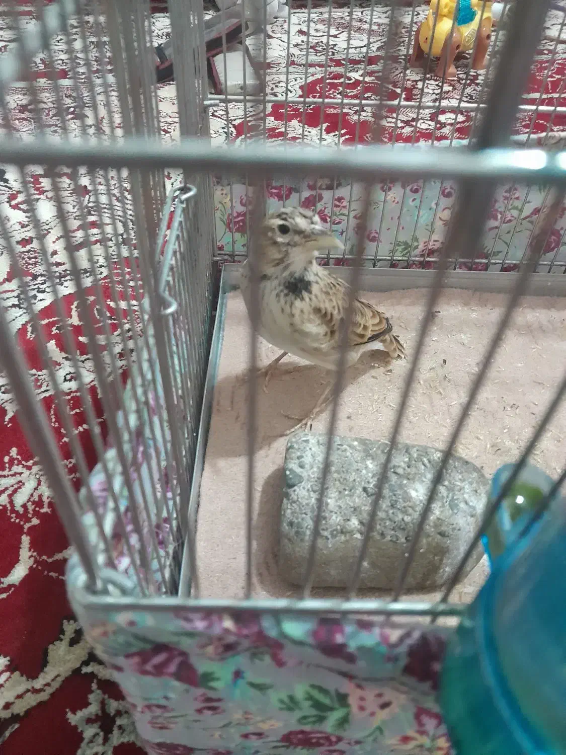 سهره نر|پرنده|تبریز, |دیوار