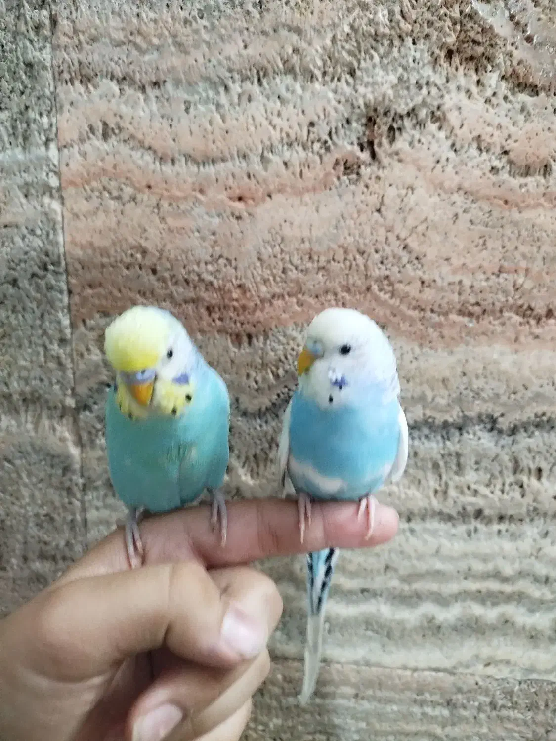 پیداشده|حیوانات|شیراز, گویم|دیوار