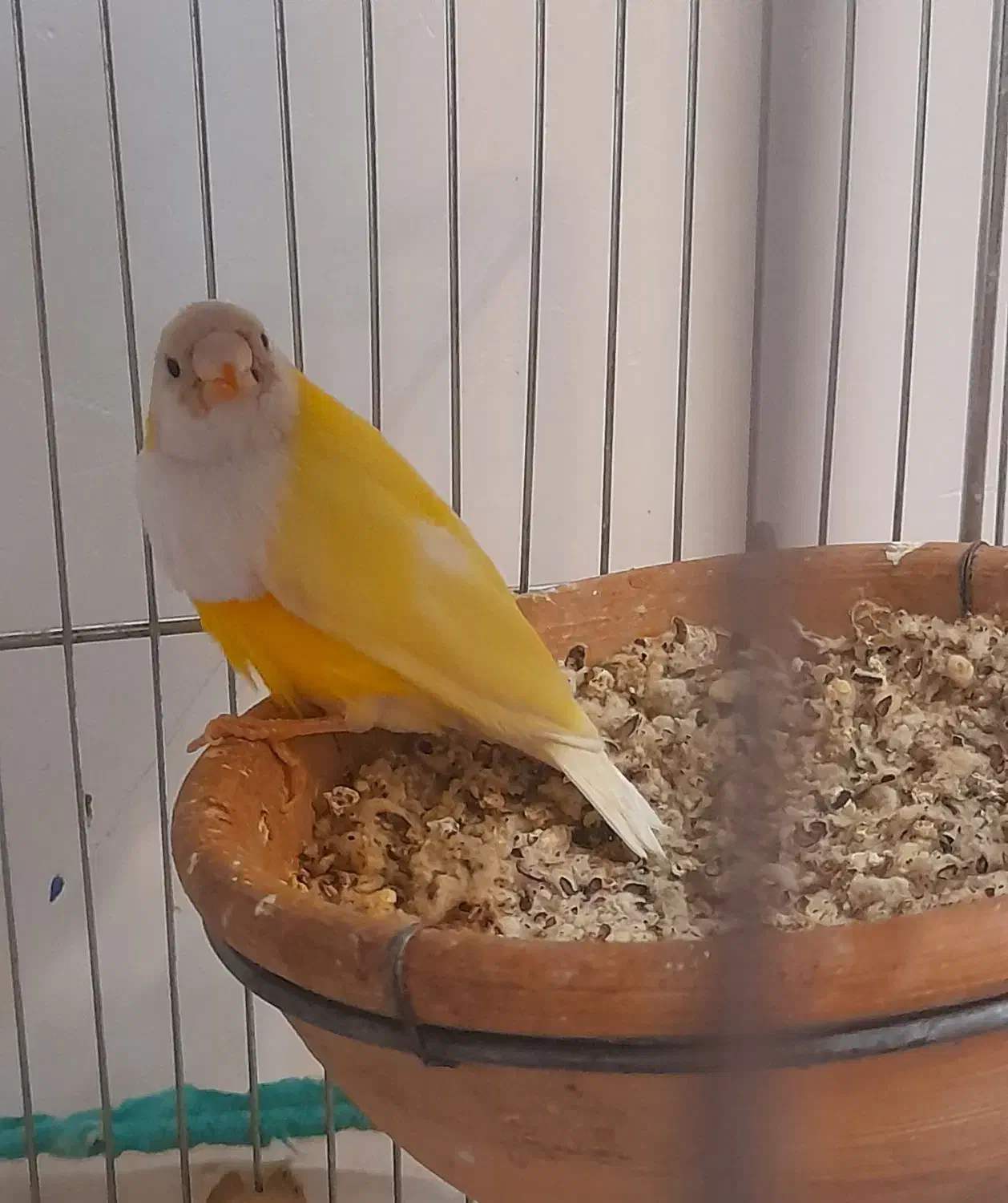 گلدین|پرنده|قم, شهرک فاطمیه|دیوار