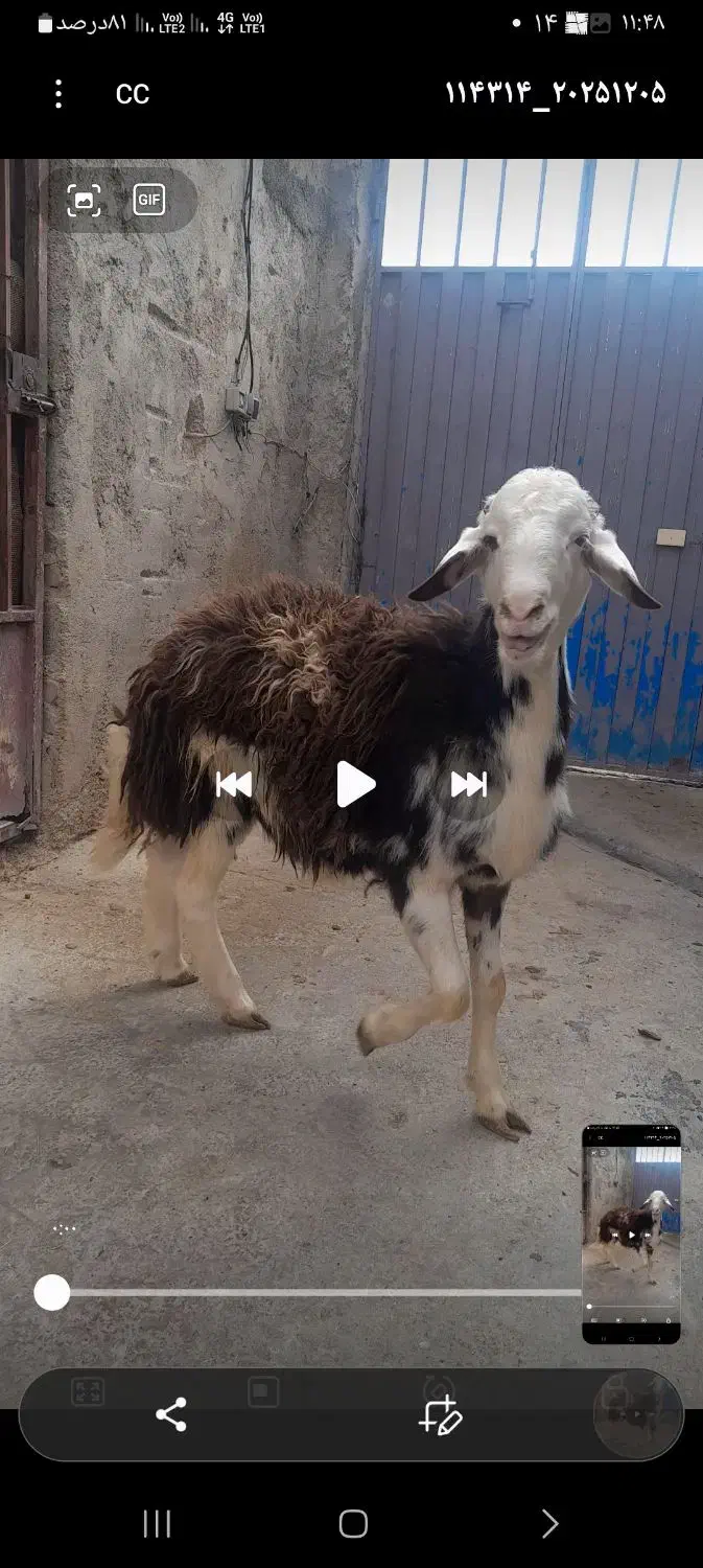 قوچ، بره، پلنگی ،|حیوانات مزرعه|بروجرد, |دیوار