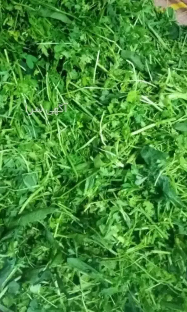 فروش انواع سبزی اماده با قیمت مناسب|خوردنی و آشامیدنی|اهواز, کوی مندلی(سه راه خرمشهر)|دیوار