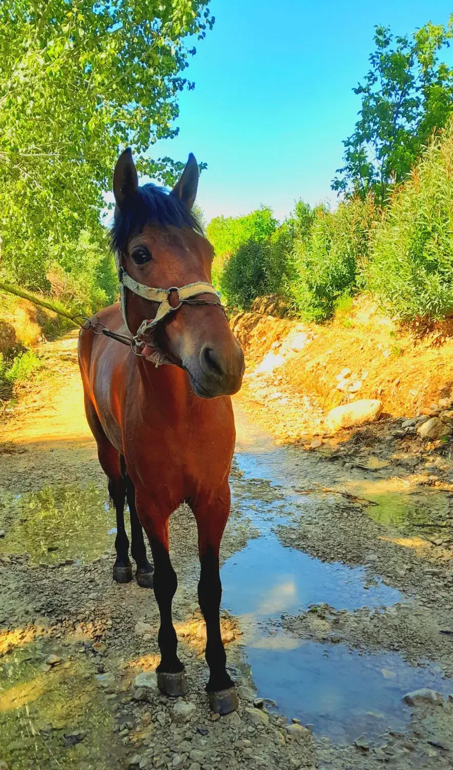 مادیون فروشی|اسب و تجهیزات اسبسواری|اسفراین, |دیوار