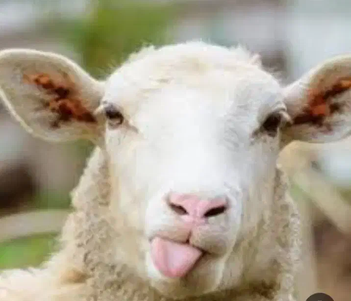 تمیز‌کردن‌کله‌‌پاچه‌گوسفند‌وپاک‌کردن‌سیلاب‌شیردون|خوردنی و آشامیدنی|مشهد, ایثارگران|دیوار