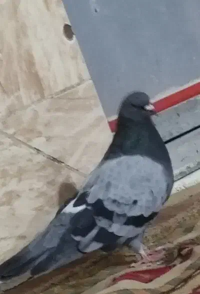 کبوتر سبز|حیوانات|زابل, |دیوار