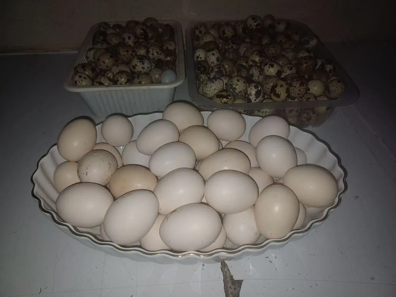 تخم بلدرچین و مرغ نطفه دار و خوراکی|حیوانات مزرعه|برازجان, |دیوار