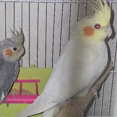 عروس هلندی پاریس|پرنده|یاسوج, |دیوار