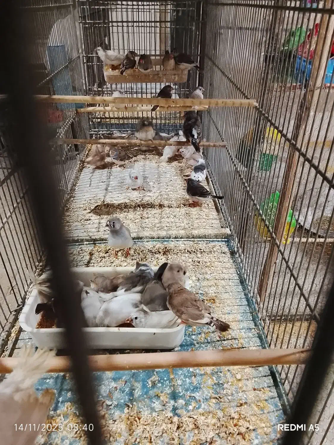 فنچ نوک دورنگ|پرنده|کهریزک, |دیوار