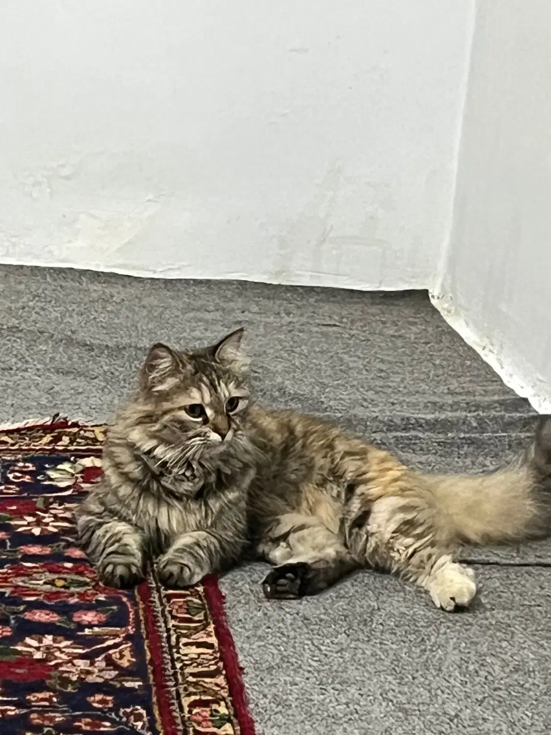 گربه ورشین دو رگه|گربه|ارومیه, |دیوار