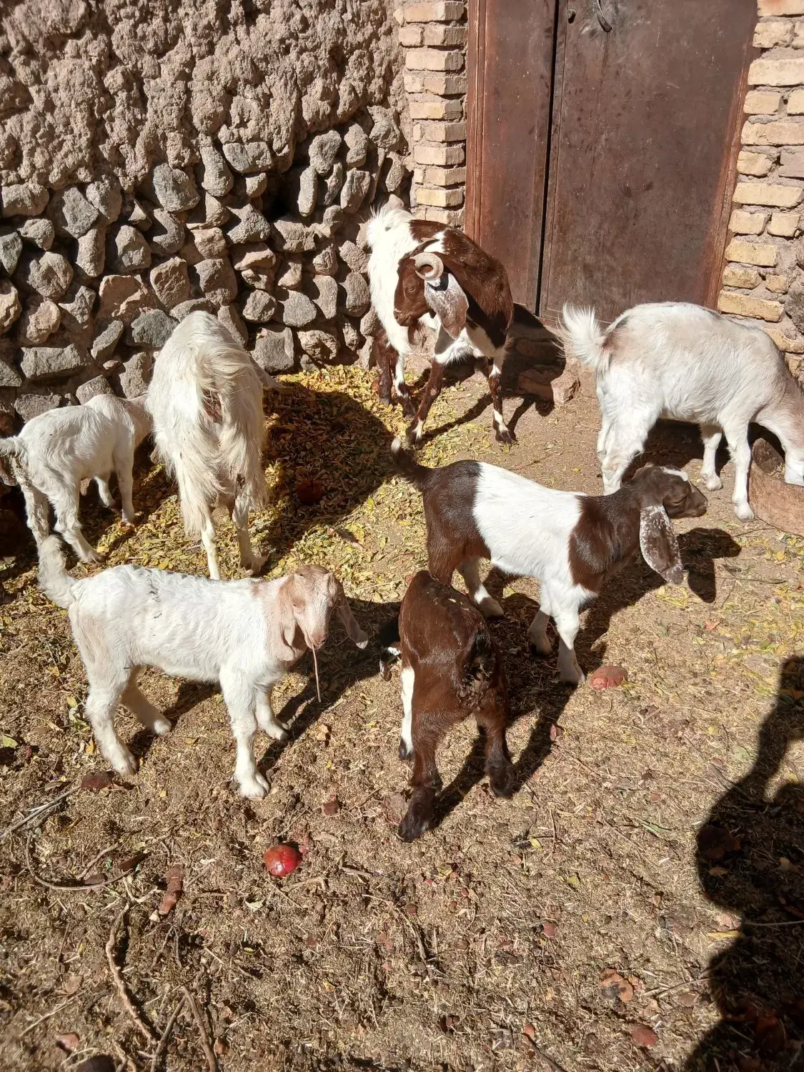 بز وکره|حیوانات مزرعه|تفت, |دیوار