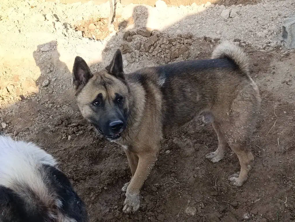 سگ آکیتا /نر|سگ|پاکدشت, پاکدشت (مامازند)|دیوار