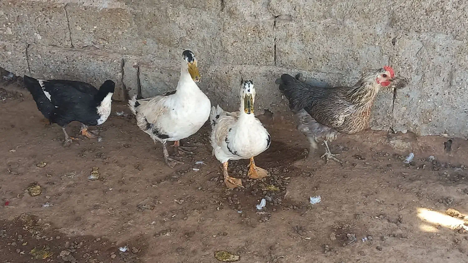 یک جفت غاز خوب و یک جفت اردک|حیوانات مزرعه|جم, |دیوار