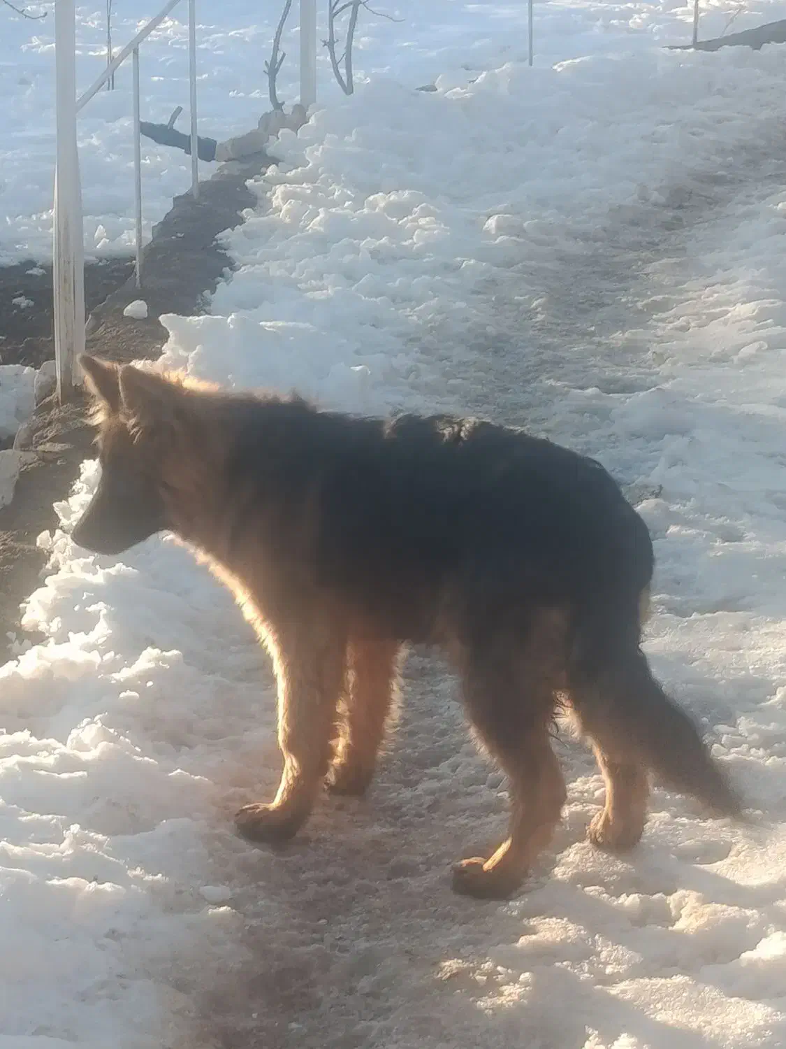 سگ ژرمن شپرد|سگ|شاهین‌شهر, شهرک صنعتی|دیوار