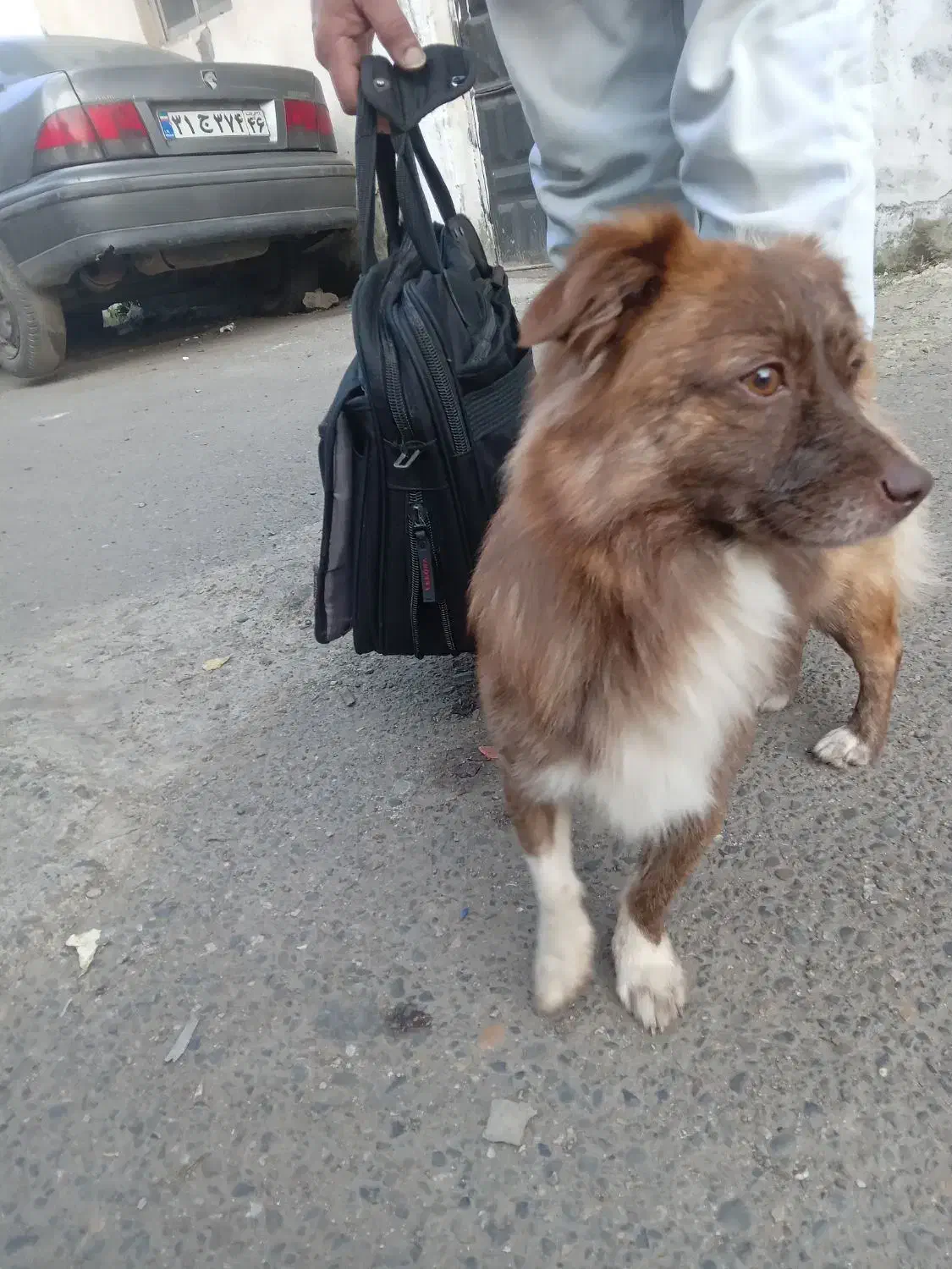 یک عدد سگ فروشی هستش|سگ|رشت, حمیدیان|دیوار