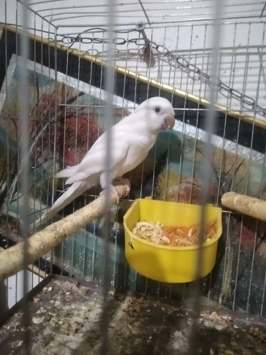 راهب نر تضمینی|پرنده|ارومیه, |دیوار