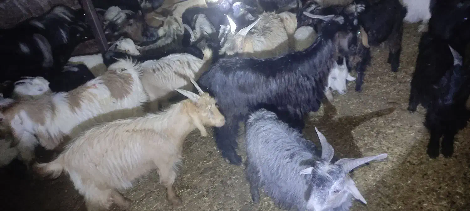 فروش چپش نر|حیوانات مزرعه|اندیمشک, |دیوار