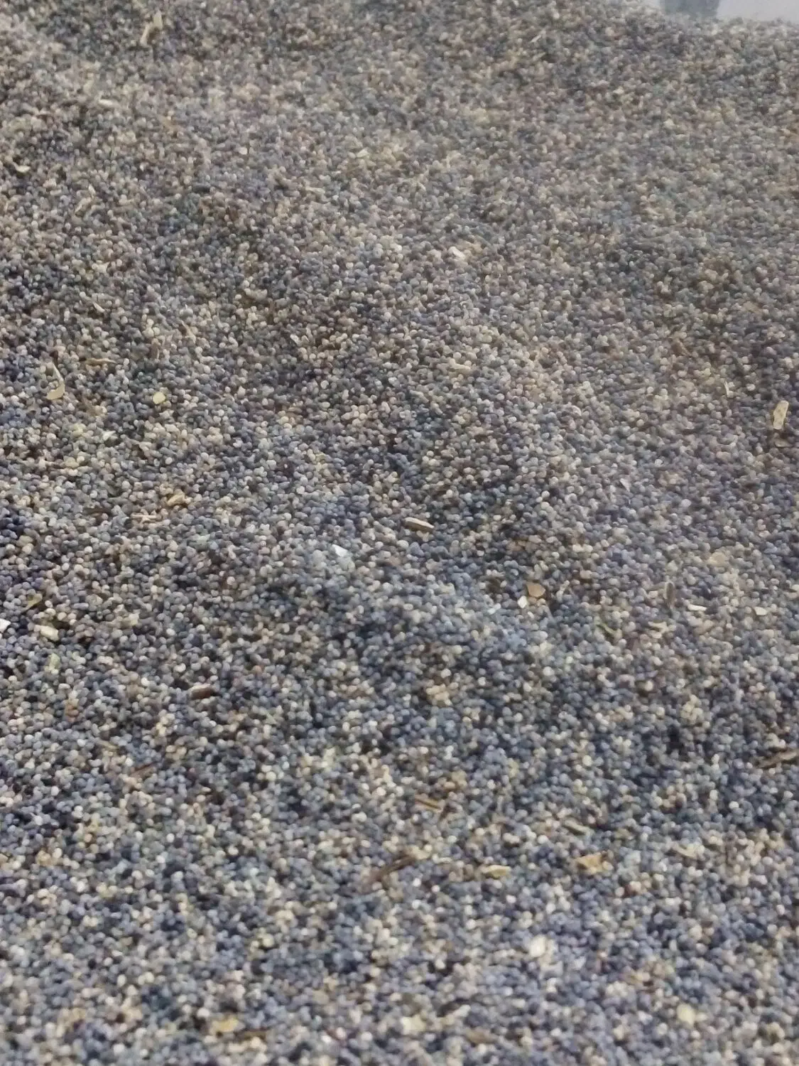 دانه خشخاش روغنی درمانی خشخاش|آرایشی، بهداشتی، درمانی|صحنه, |دیوار