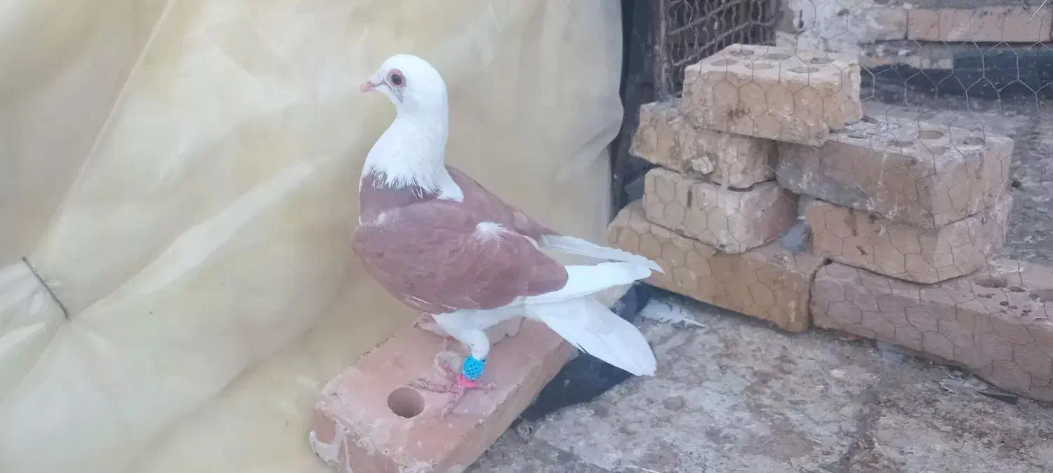 پشت اپاچی|پرنده|تربت جام, جامرود|دیوار