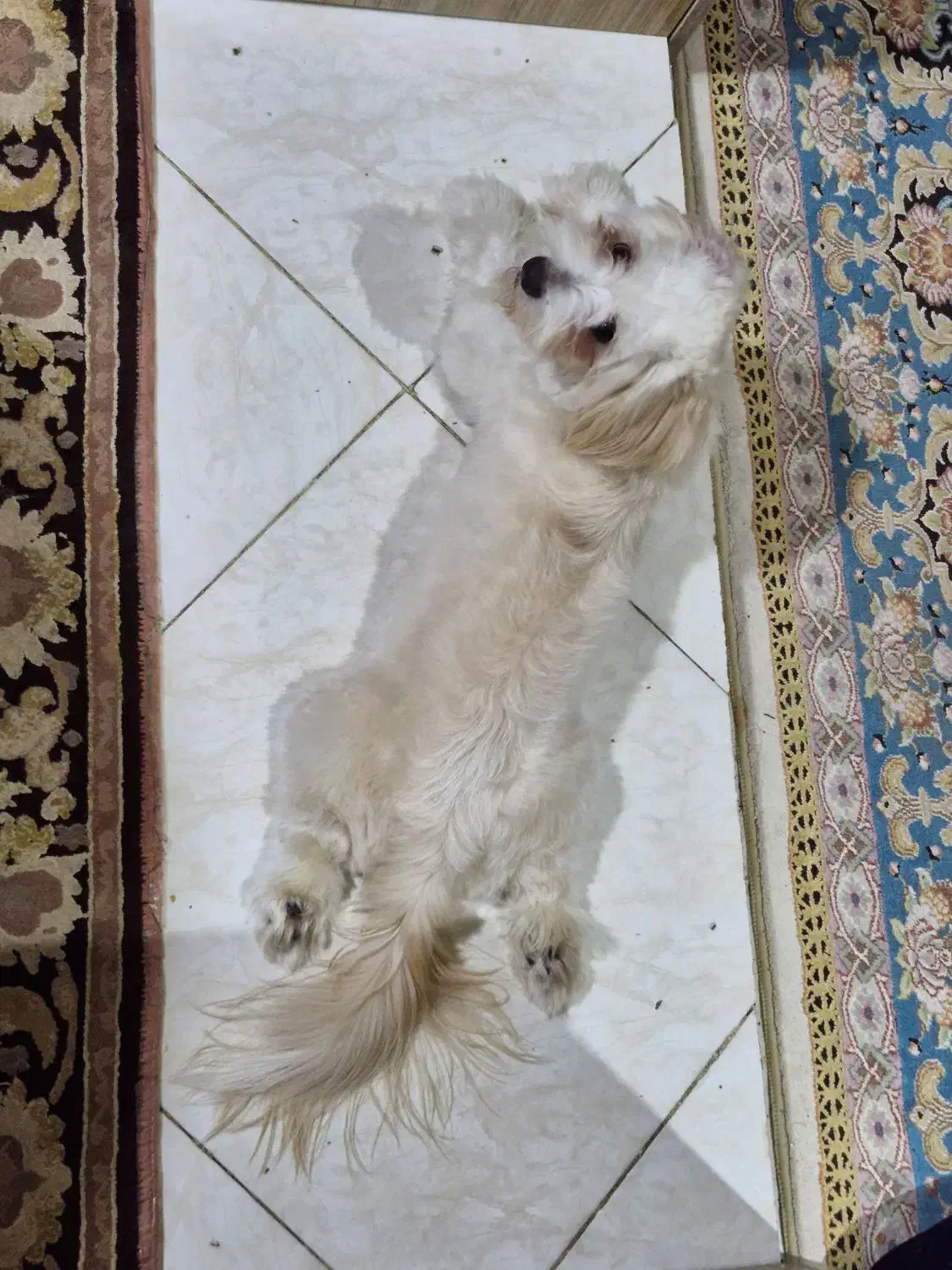 سگ ۸ ماهه شیتزو|سگ|قدس, شهرقدس|دیوار