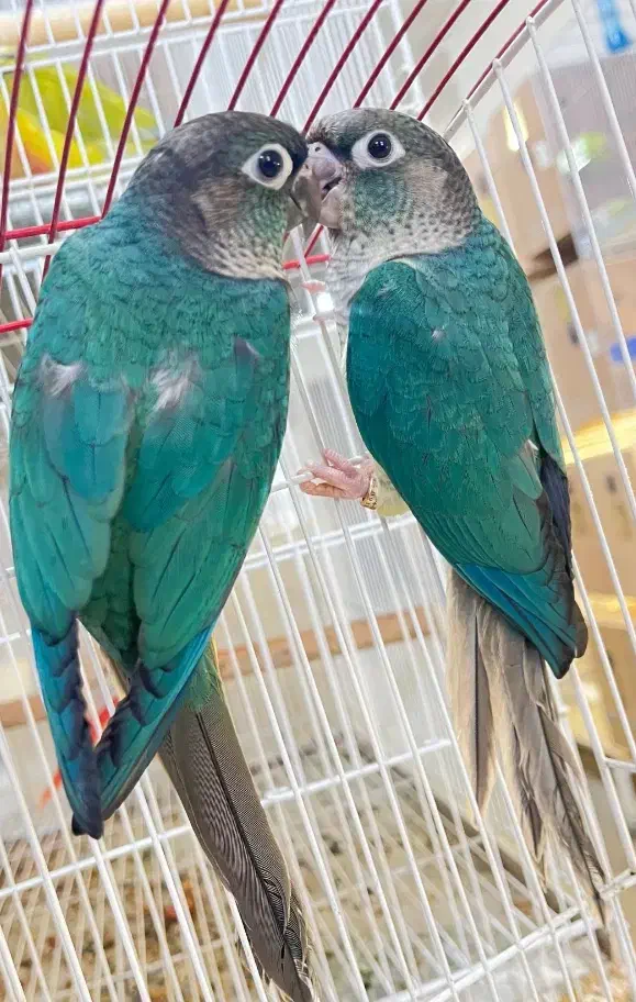 گرینچیک نر تراکوییس نر با تست|پرنده|کیش, |دیوار