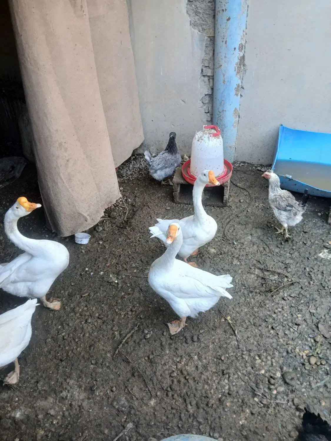 قوقاز|حیوانات مزرعه|بندر ماهشهر, |دیوار