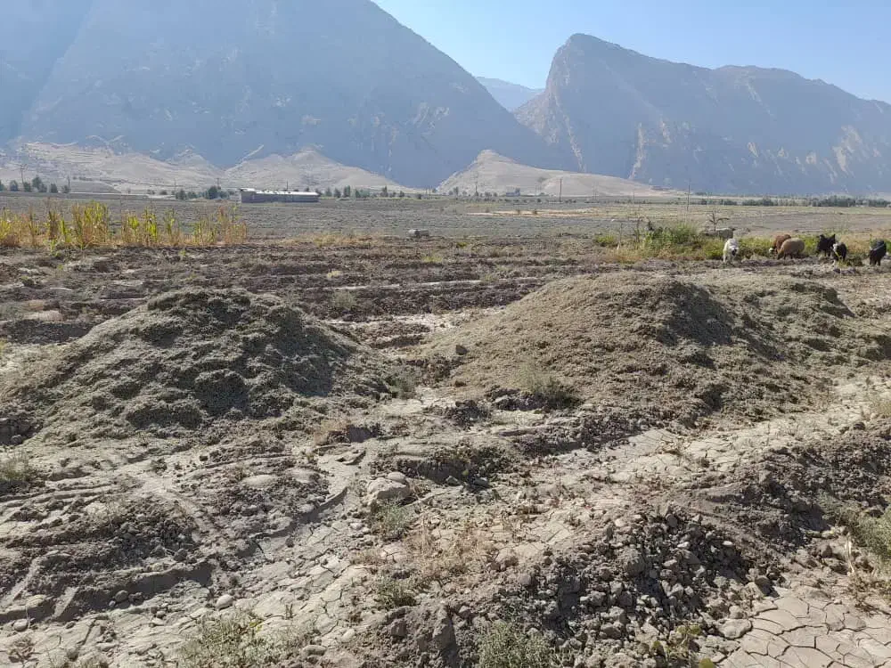 کاه لوبیا|لوازم جانبی حیوانات|دره شهر, |دیوار