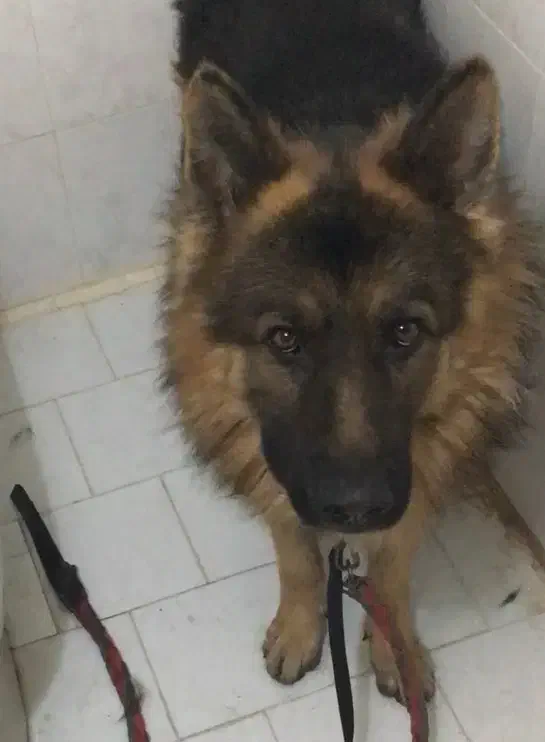 سگ ژرمن کینگ سایز|سگ|فردیس, منظریه|دیوار